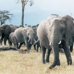 Abu Camp, safari na slonech v deltě řeky Okavango