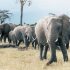 Abu Camp, safari na slonech v deltě řeky Okavango