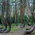 Odhalte tajemství Křivého lesa. Stovky podivně zdeformovaných stromů najdete v Polsku
