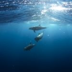 Milujete potápění? Tyto destinace nesmíte vynechat