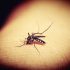 Malárie není jen vzdálená hrozba. Cestovatele může snadno potkat