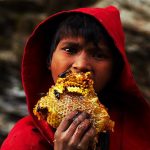 Halucinogenní med, pro který sběrači riskují životy. Je to lék i droga zároveň