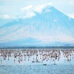 Jezero, které mění zvířata v kámen. To je Natron v Africe