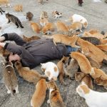 Na tomto ostrově nevládnou lidé, ale kočky