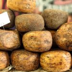 Přesná trefa se trénuje už od dětství. V italské Pienze mají prazvláštní tradici spojenou se sýrem pecorino