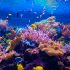 Korály jsou v ohrožení. Na Seychelách usilují o jejich záchranu