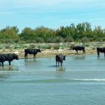 Camarque: na lodi do delty Malé Rhôny