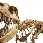 Největší predátoři pravěku se nechali skolit obyčejnými parazity. Čekala je nepříjemná smrt