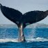 Hon za osamělou velrybou jen odráží naše vlastní vnímání okolní reality. Existuje vůbec tato velryba s nezvyklým hlasem?