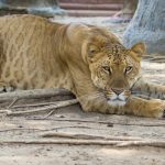 Poznejte prazvláštní zvířecí křížence. Jak třeba vypadá spojení zebry a osla?