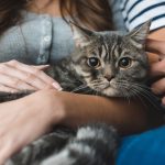 Kočka není jako pes. Její nezávislost a samotářství má kořeny v historii