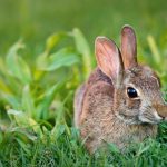 Může genové inženýrství zachránit planetu? V boji s invazivními druhy nabízí účinnou zbraň