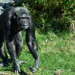 Krvavá válka šimpanzů změnila pohled zoologů na zvířecí konflikty