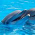 Byznys s delfíny: Japonsko se stále odmítá vzdát jejich lovu