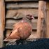Neúnavní doručovatelé: Poštovní holubi se pyšní bohatou historií