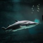Krvelační zabijáci? Obávaní žraloci jsou spíše obětí lidí i změny klimatu