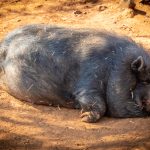 Špinavý jako prase, paměť jako slon. Mají tato přirovnání odraz v realitě?