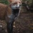 Domestikované lišky: Kdysi neproveditelné, experiment na Sibiři ukázal opak