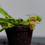 Bez masa ani ránu. Tyto rostliny jsou pořádní predátoři