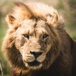 Páření v říši zvířat: Kdo vydrží nejdéle a kdo se nebojí ani agresivity?