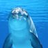 Delfín, který z nešťastné lásky spáchal sebevraždu: Pokus naučit zvíře mluvit skončil neslavně