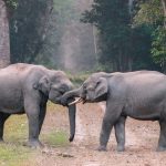 Řeč zvířat: Rozumí si zvířata z jiných kontinentů?