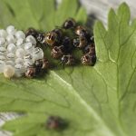 Nechtění migranti: Tento malinký hmyz může klidně znamenat ekologickou katastrofu