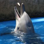 Chůze po vodě? Pro tyto zástupce zvířecí říše žádný problém