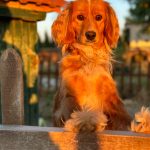 Psí hotely: Mají je psi skutečně rádi, nebo existují lepší možnosti, když jedete na dovolenou?