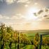 8 nejlepších vinařských destinací v Evropě