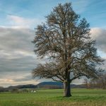 Evropský strom roku: Korunu si odnáší litevský dub